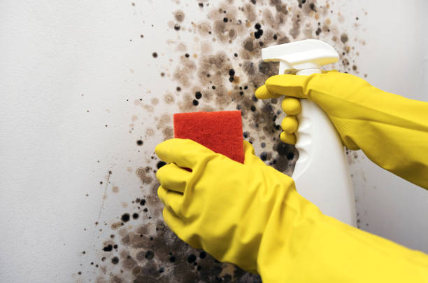 Best Emergency Mold Remediation in Horseshoe Bend, AR