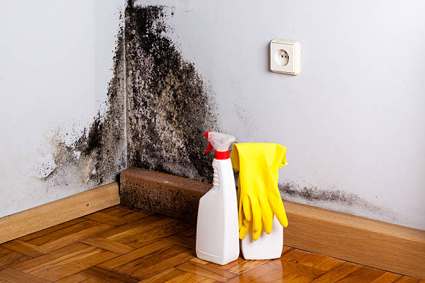 Best Kitchen Mold Remediation in Horseshoe Bend, AR
