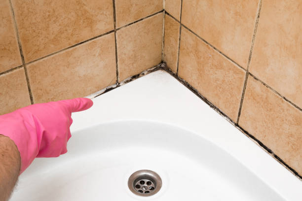 Best Black Mold Remediation in Horseshoe Bend, AR